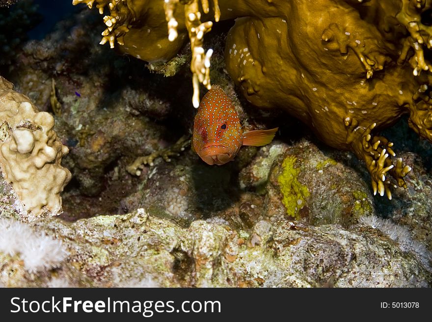 Coral hind (cephalopholis miniata)