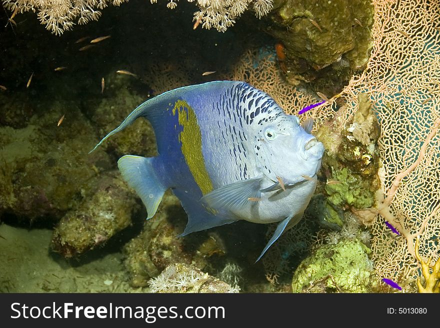 Red Sea Angelfish (Pomacanthus maculosus) taken in ras ghozlani