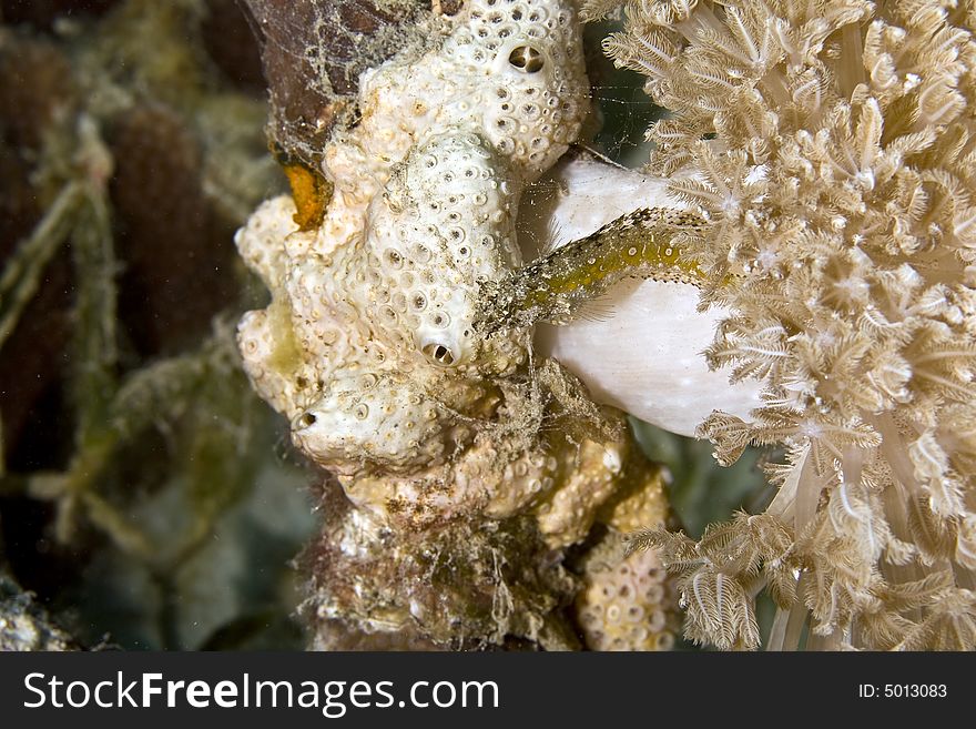 Highfin fang blenny (petroscirtes mitratus) taken in Na'ama Bay