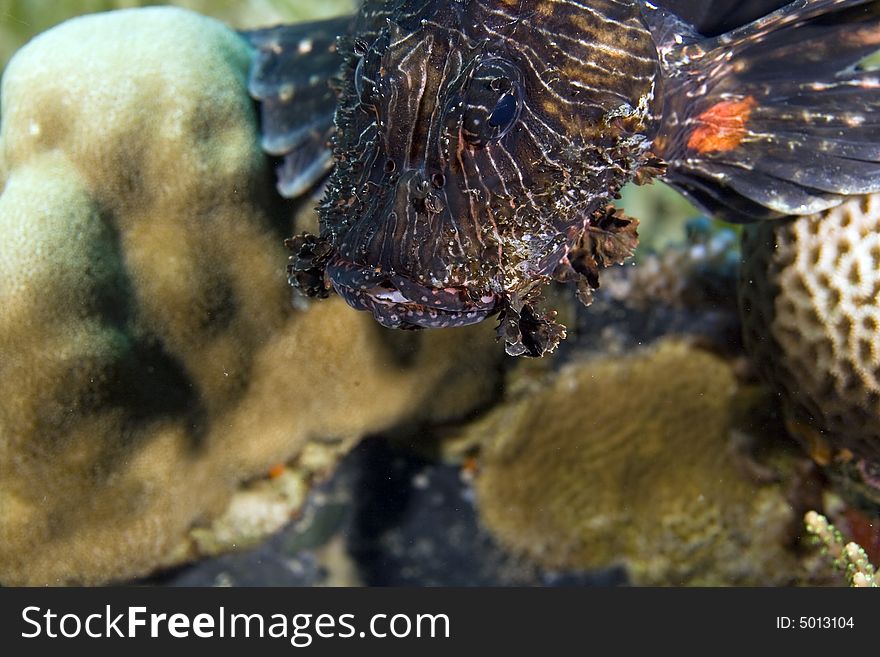 Common Lionfish (pterois Miles)