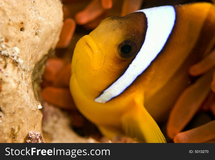 Red Sea Anemonefish (Amphipiron Bicinctus)