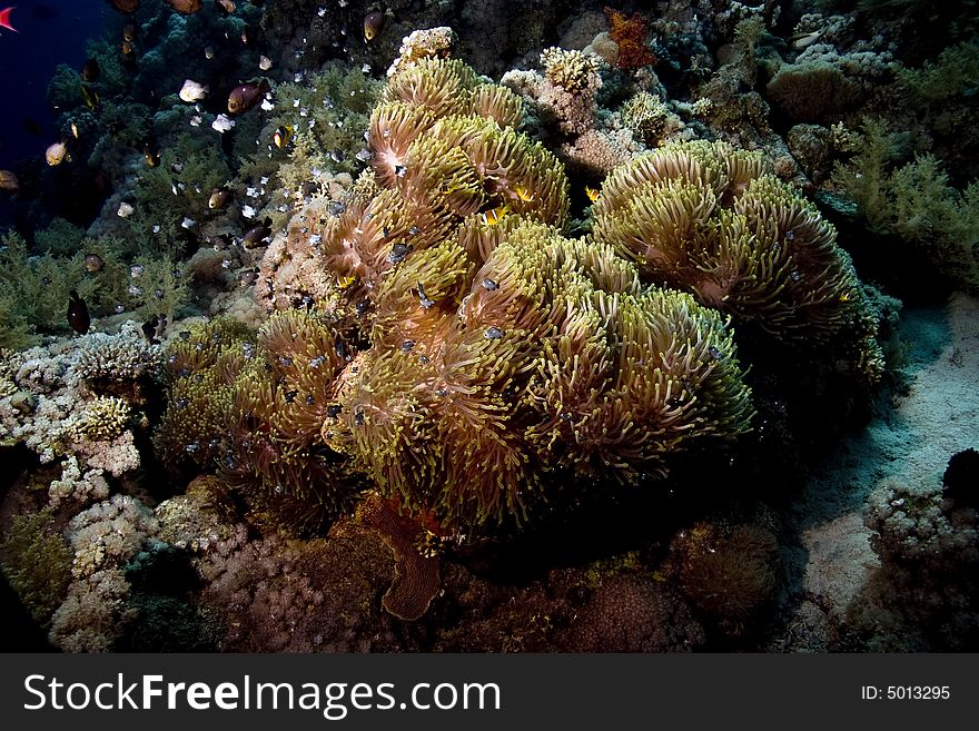Red sea anemonefish (Amphipiron bicinctus) and bubble anemone taken in Na'ama Bay