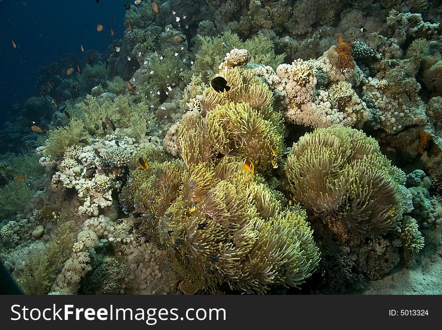 Red sea anemonefish (Amphipiron bicinctus) and bubble anemone taken in Na'ama Bay