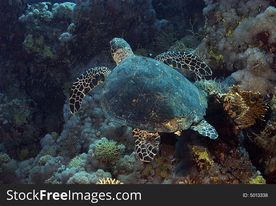 Hawksbill turtle (Eretmochelys imbricata) taken in Na'ama Bay