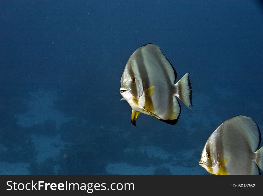 Orbicular spadefish (platax orbicularis) taken in Na'ama Bay