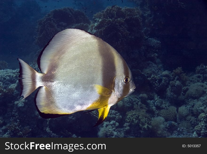 Orbicular spadefish (platax orbicularis)
 taken in Na'ama Bay