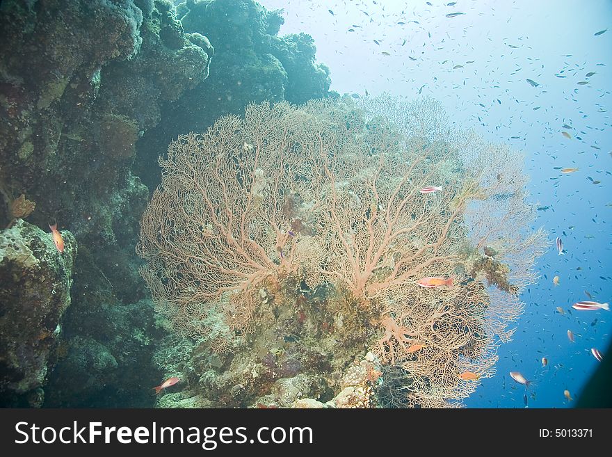 Coral and fish taken in Na'ama Bay