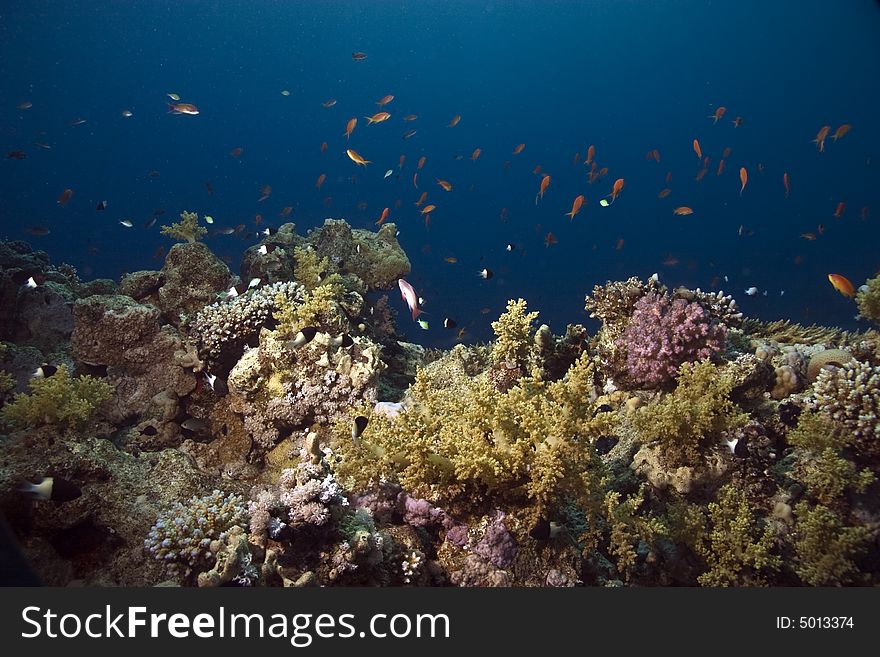 Coral and fish taken in Na'ama Bay