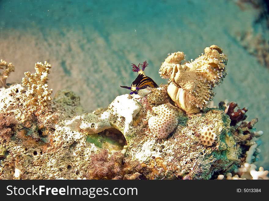 Red Sea nembrotha (Nembrotha megalocera) taken in Na'ama Bay