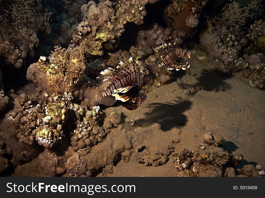 Lionfish (pterois miles) taken in Na'ama Bay