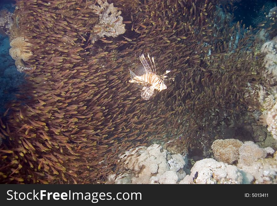 Lionfish (pterois miles) and golden sweepers taken in Na'ama Bay