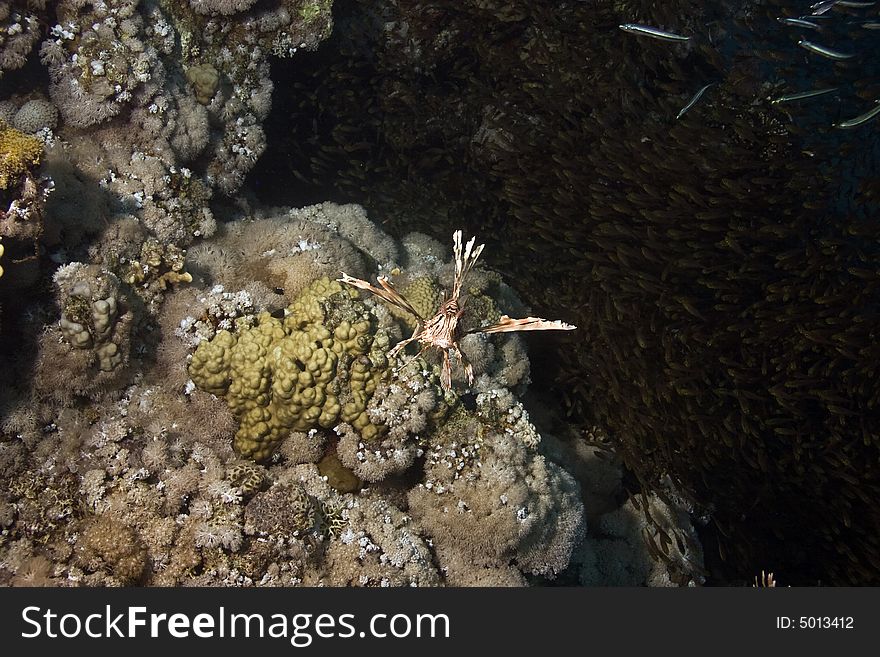 Lionfish (pterois Miles) And Golden Sweepers