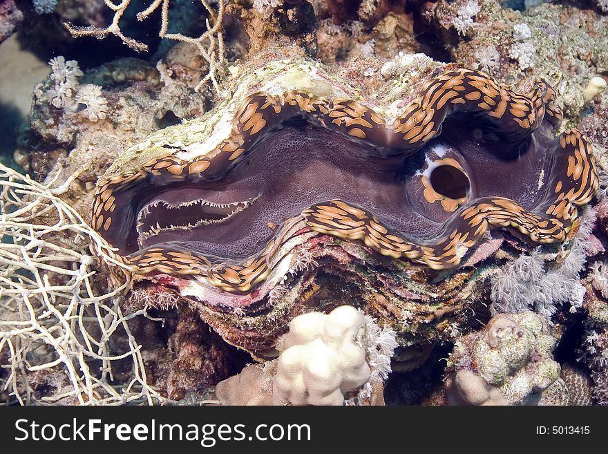 Fluted giant clam (tridacna squamosa)