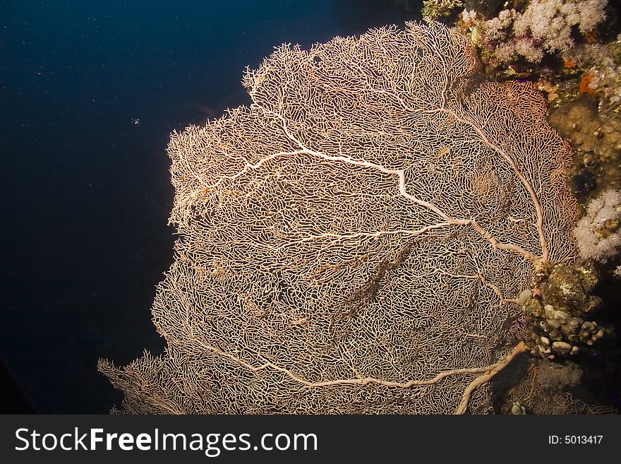 Seafan, Coral And Fish