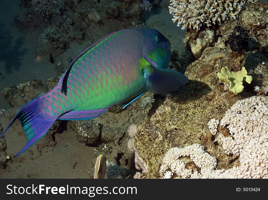 Parrotfish taken in Na'ama Bay