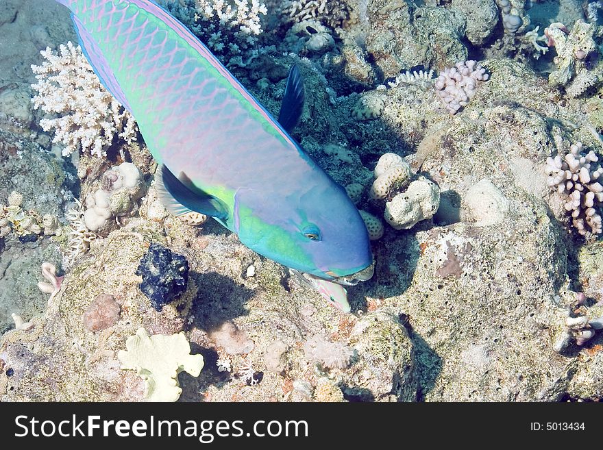 Parrotfish taken in Na'ama Bay