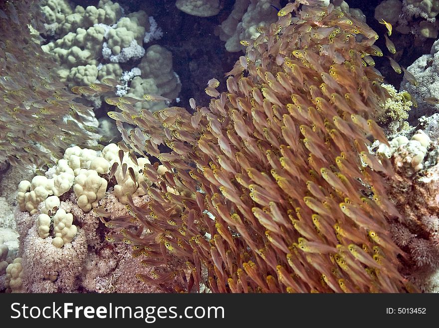 golden sweepers (parapriacanthus ransonneti) taken in Na'ama Bay