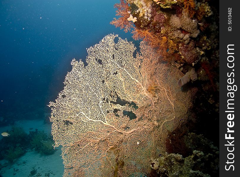 Seafan, coral and fish taken in Na'ama Bay