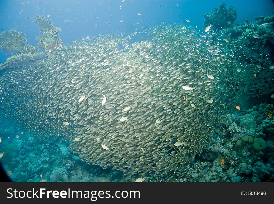 Golden sweepers (parapriacanthus ransonneti) taken in Na'ama Bay