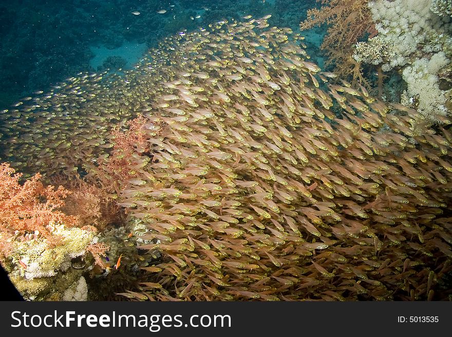 Golden sweepers (parapriacanthus ransonneti) taken in Na'ama Bay