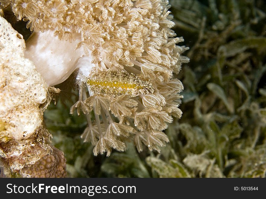 Highfin fang blenny (petroscirtes mitratus)  taken in Na'ama Bay