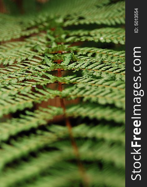 Close up photo of a fern leaf