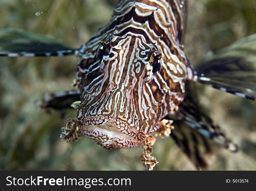 Common lionfish (pterois volitans) taken in Na'ama Bay