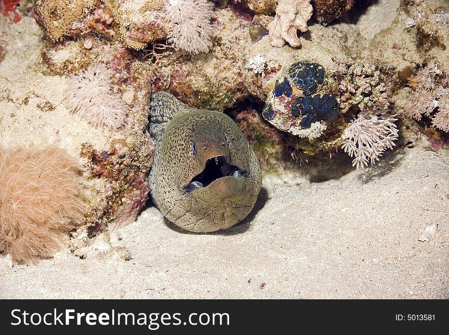 Giant moray (gymnothorax javanicus)