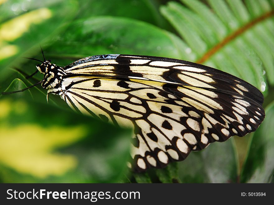 Photo of a butterfly in a tropical environment