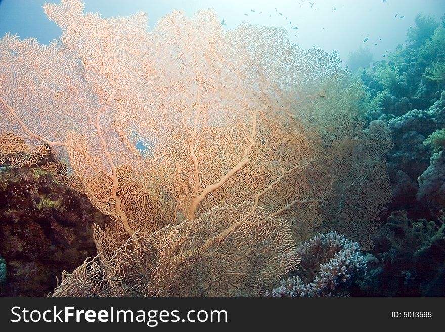 Giant seafan (annella mollis) taken in Na'ama Bay