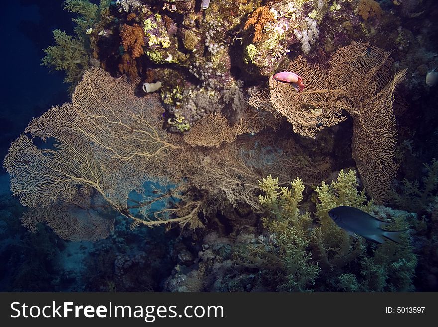 Giant seafan (annella mollis) taken in Na'ama Bay