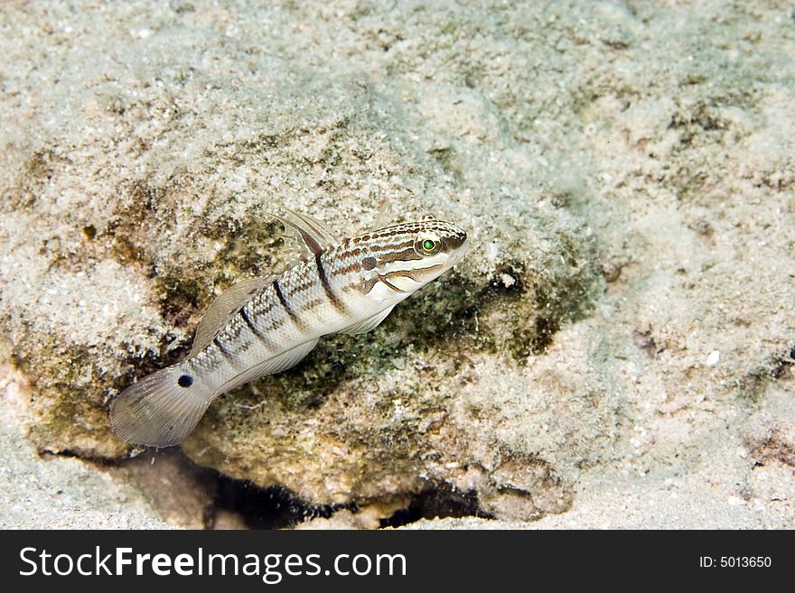 Tailspot goby (amblygobius albimaculatus) taken in Na'ama Bay