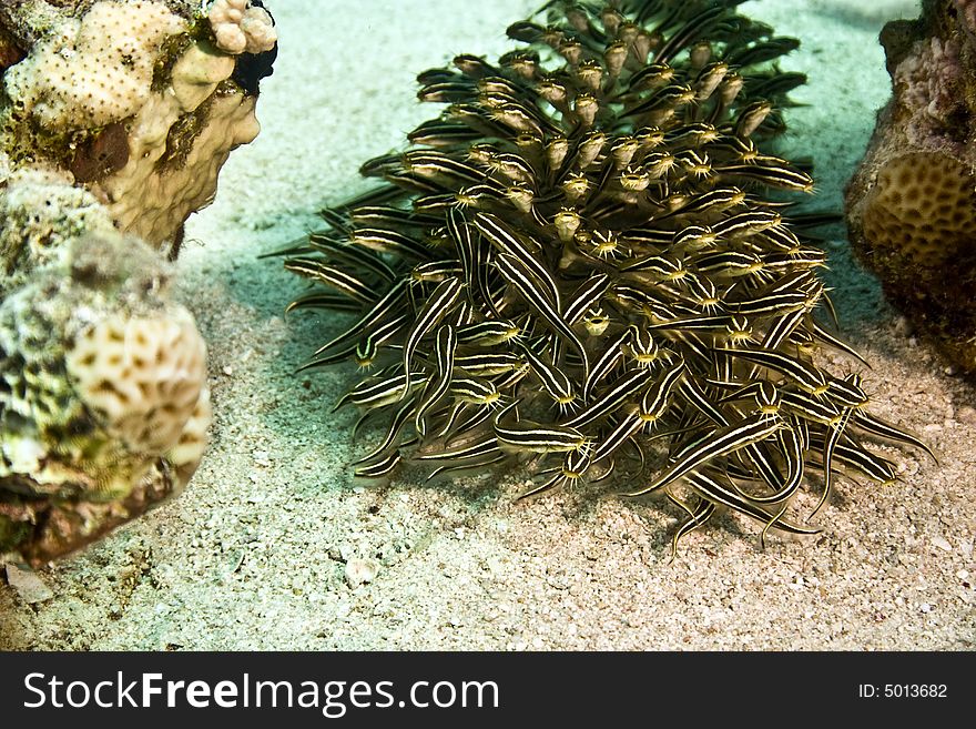 Striped eel catfish (Plotosus lineatus)taken in Na'ama Bay