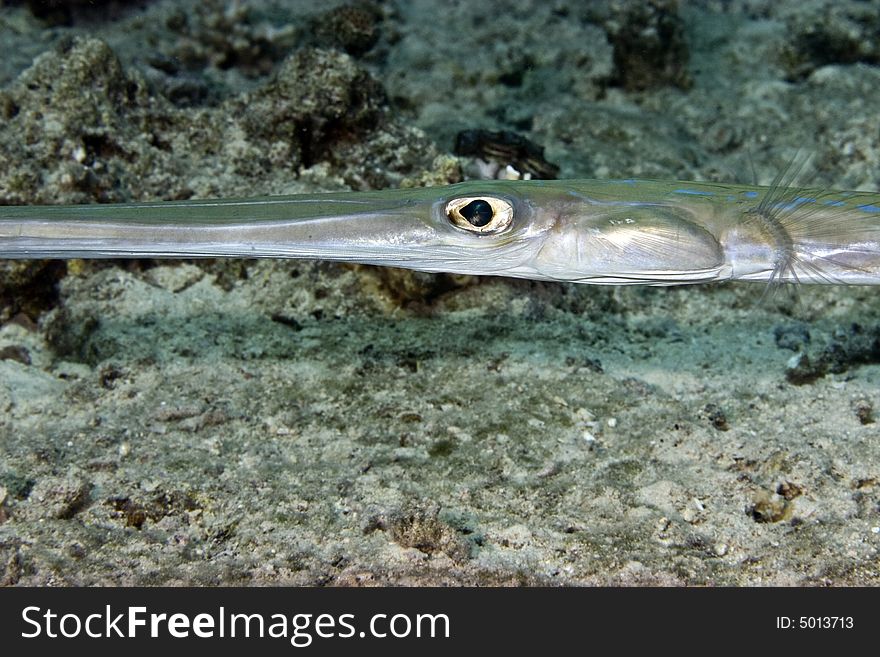 Smooth cornetfish (fistularia commersonii) taken at shark reef