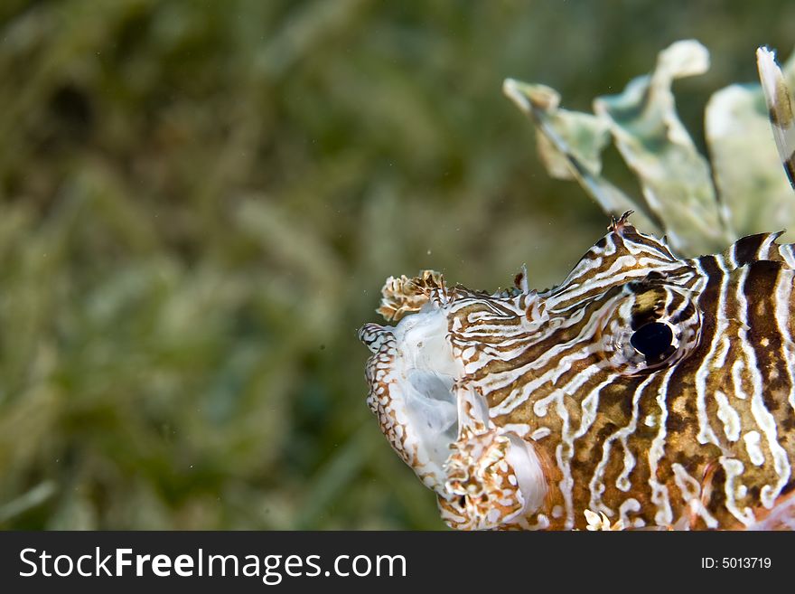 Common lionfish (pterois volitans)