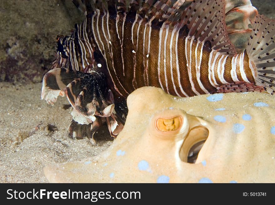 Bluespotted Stingray And A Common Lionfish