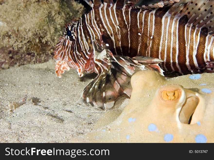 Bluespotted stingray and a common lionfish