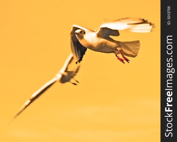 Photo of two flying seagulls. Photo of two flying seagulls