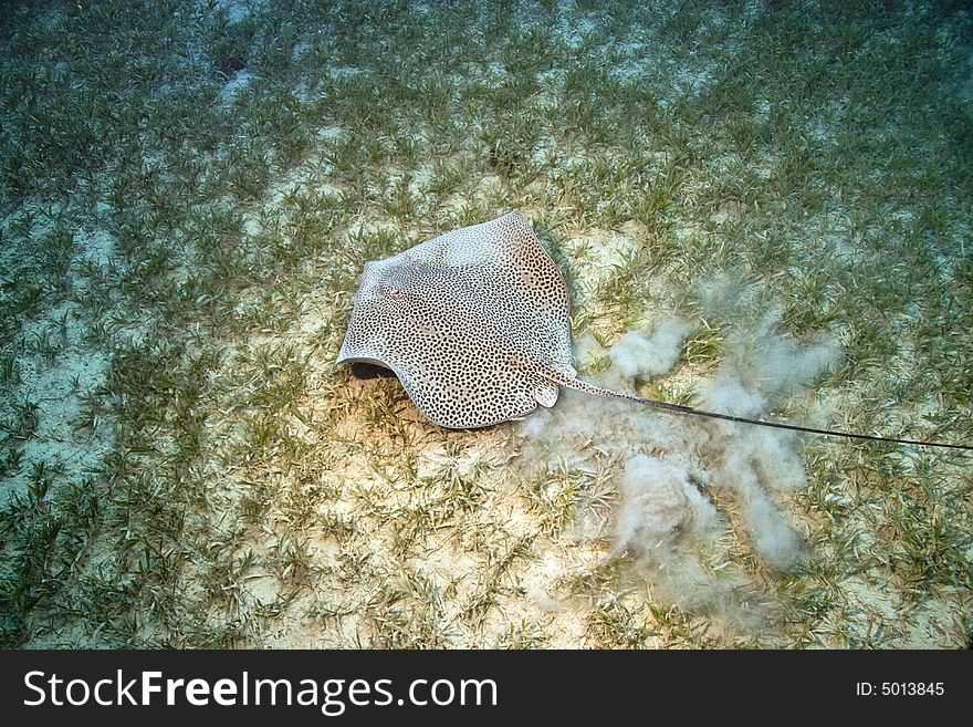 Darkspotted stingray ( himantura uarnak) taken in Na'ama Bay.