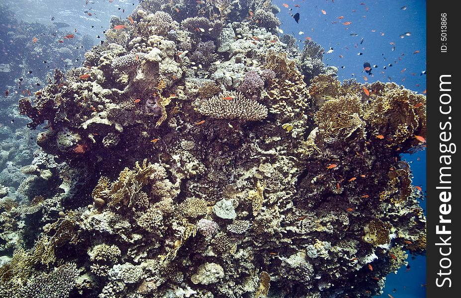 Coral and fish taken in Na'ama Bay.