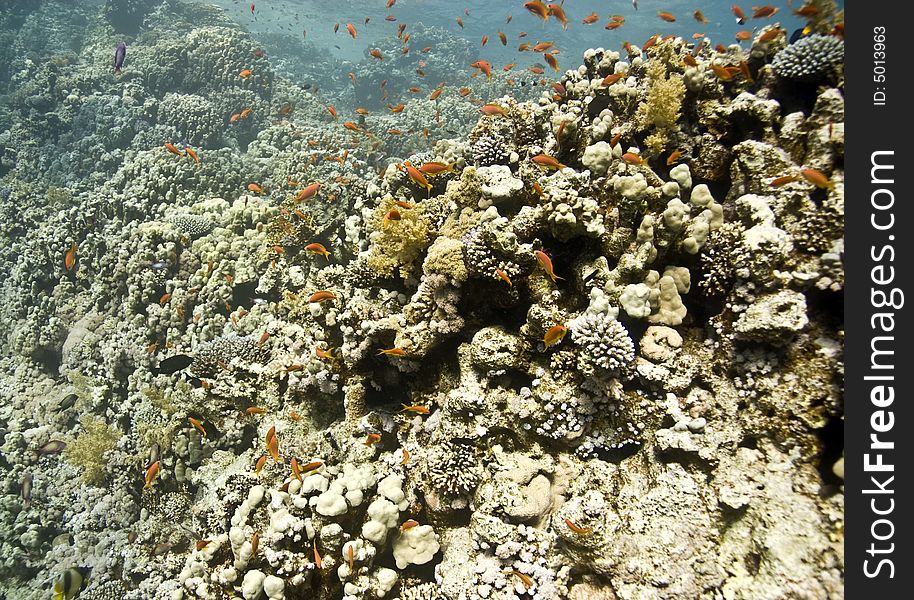 Coral and fish taken in Na'ama Bay.