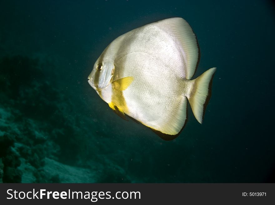 Orbicular spadefish (platax orbicularis) taken in ras umm sid.