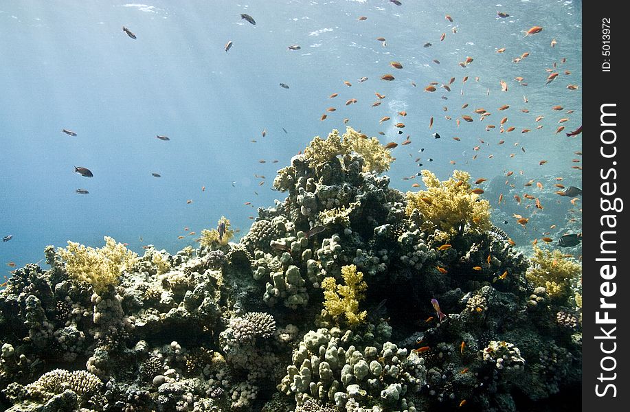 Coral and fish taken in Na'ama Bay.