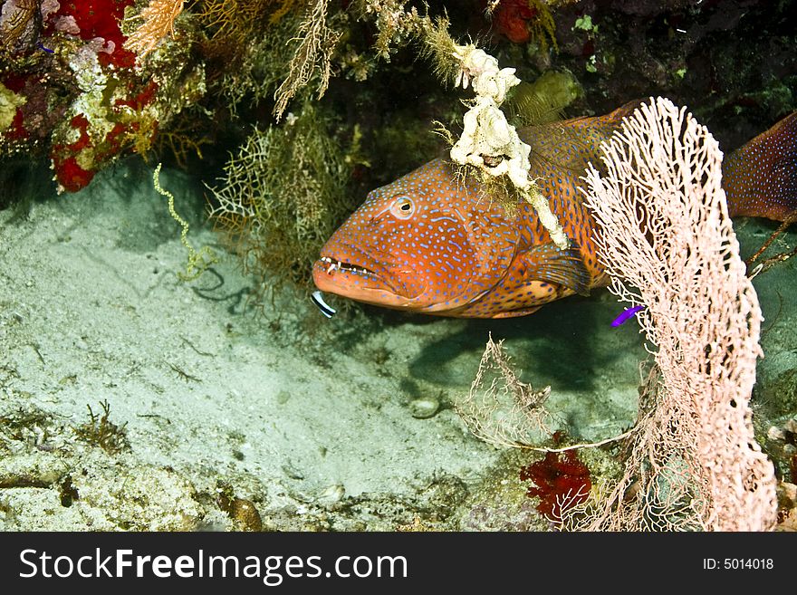 Red sea coralgrouper (Plectropomus pessuliferus) taken in Na'ama Bay.