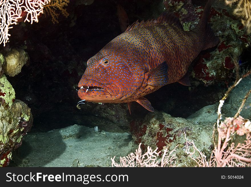 Red sea coralgrouper (Plectropomus pessuliferus)