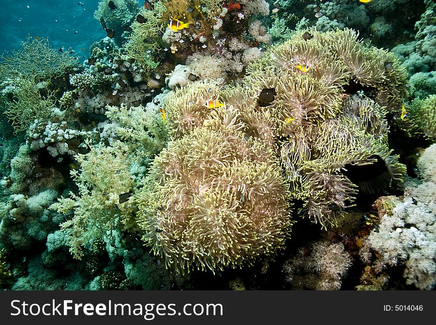 Bubble anemone and anemonefish