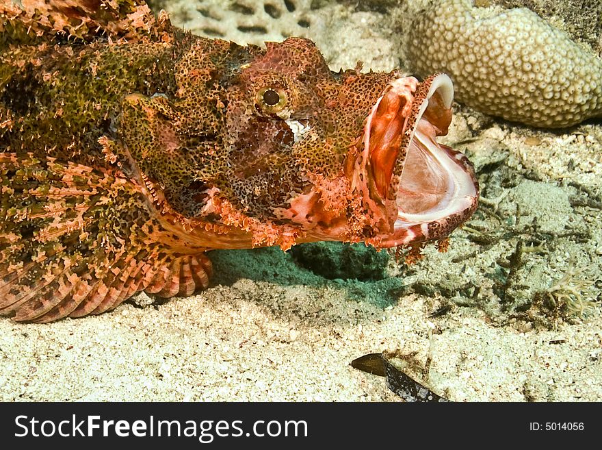 Smallscale scorpionfish (Scorpaenopsis oxycephala) taken in Na'ama Bay.