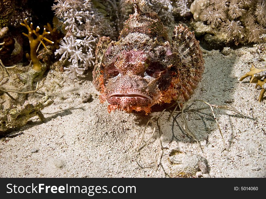 Smallscale scorpionfish (Scorpaenopsis oxycephala) taken in Na'ama Bay.