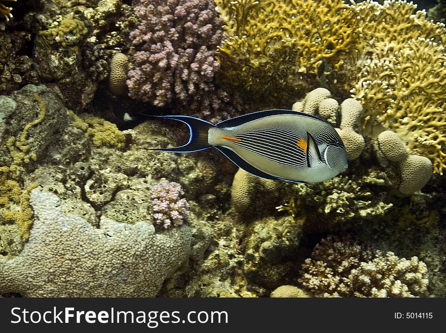 Sohal Surgeonfish (Acanthurus Sohal)