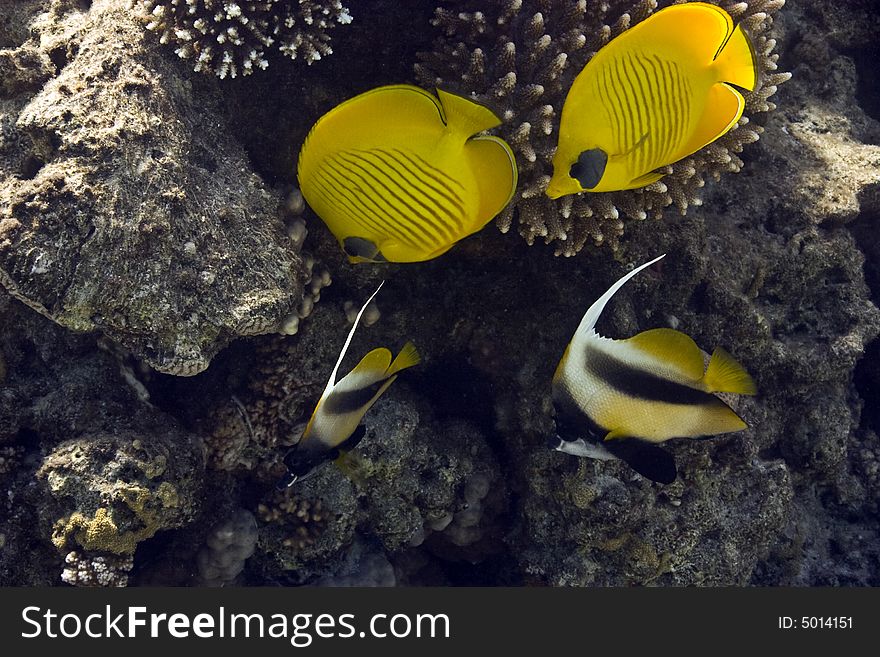 Masked Butterfly Fish (Chaetodon semilarvatus) and Red sea bannerfishes (heniochus intermedius) couple taken in middle garden. Masked Butterfly Fish (Chaetodon semilarvatus) and Red sea bannerfishes (heniochus intermedius) couple taken in middle garden.